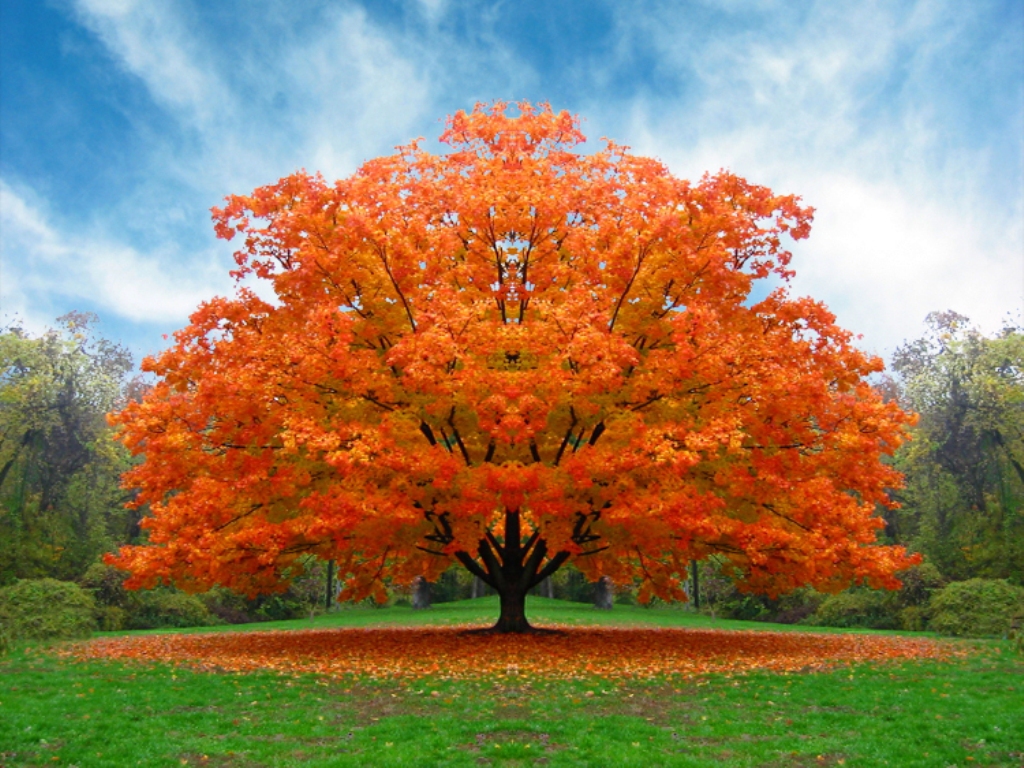 albero_autunno[1]